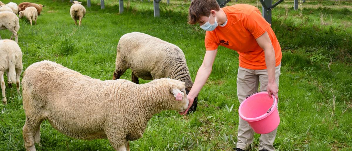 Solar Array Sheep